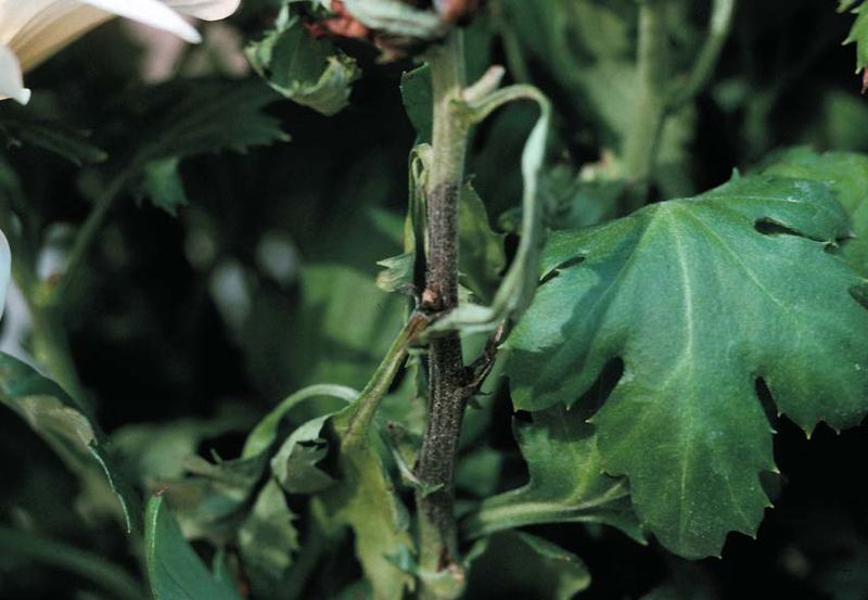 Bacterial Blight