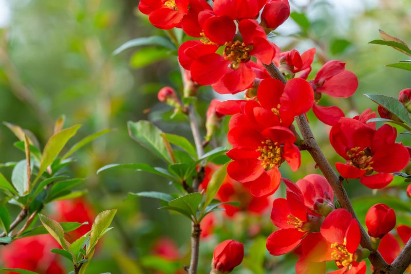 Flowering Quince