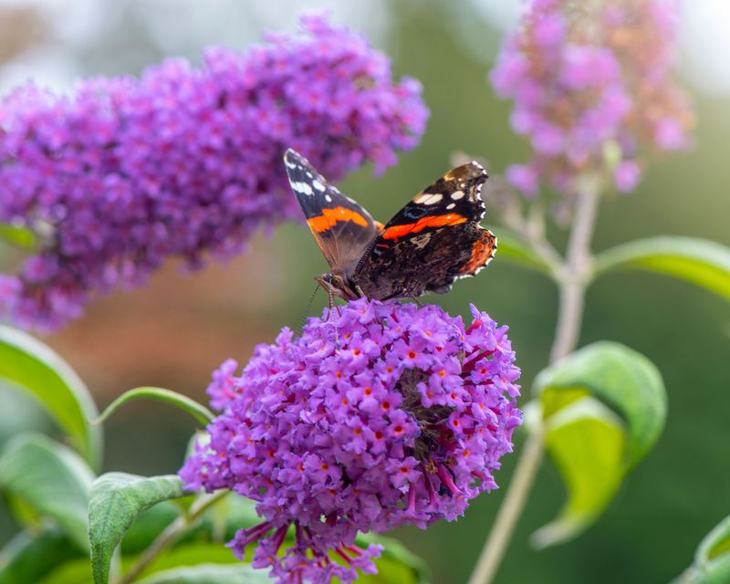 Butterfly Bush