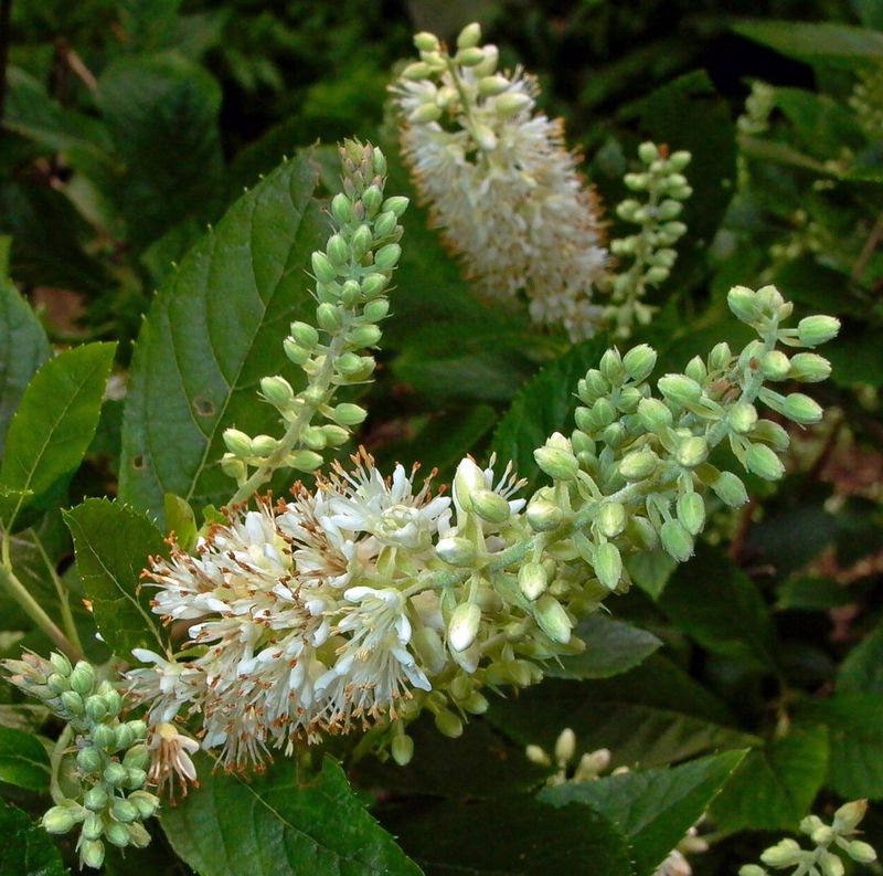 Sweet Pepperbush (Clethra alnifolia)