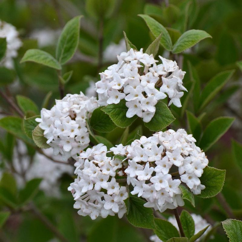 Viburnum