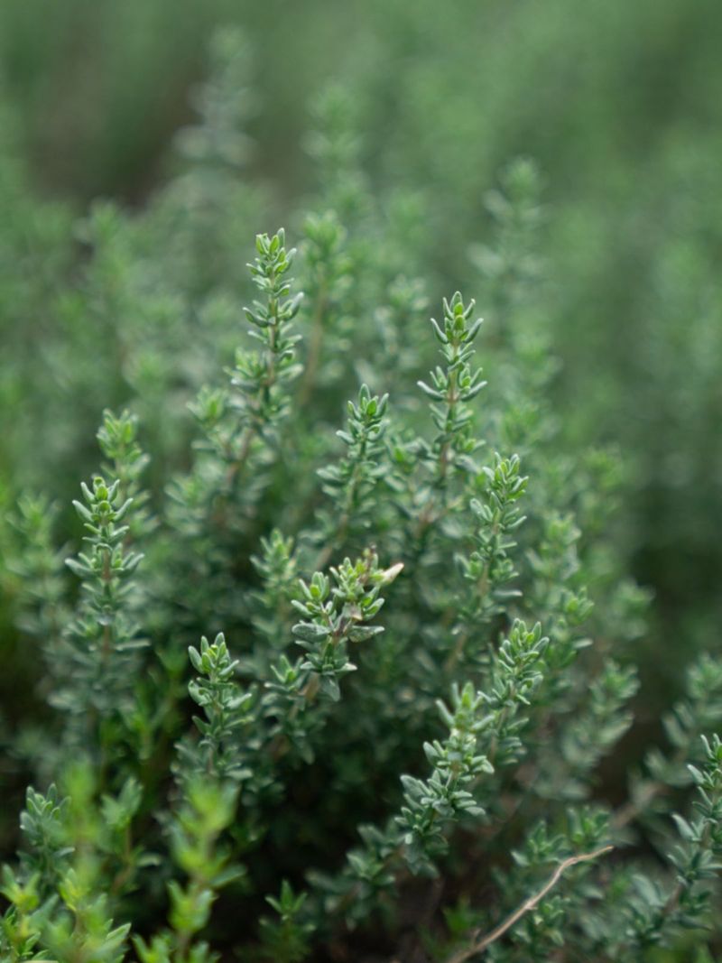 Thyme