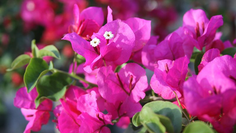 Bougainvillea – The Lie: 
