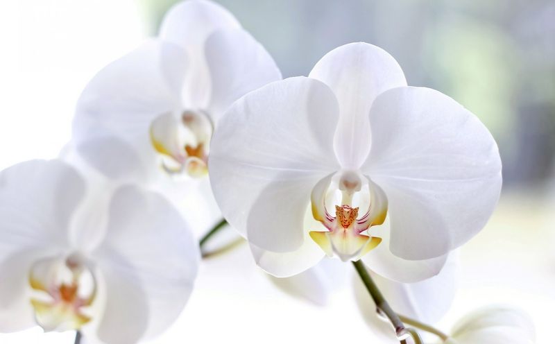 Orchids
