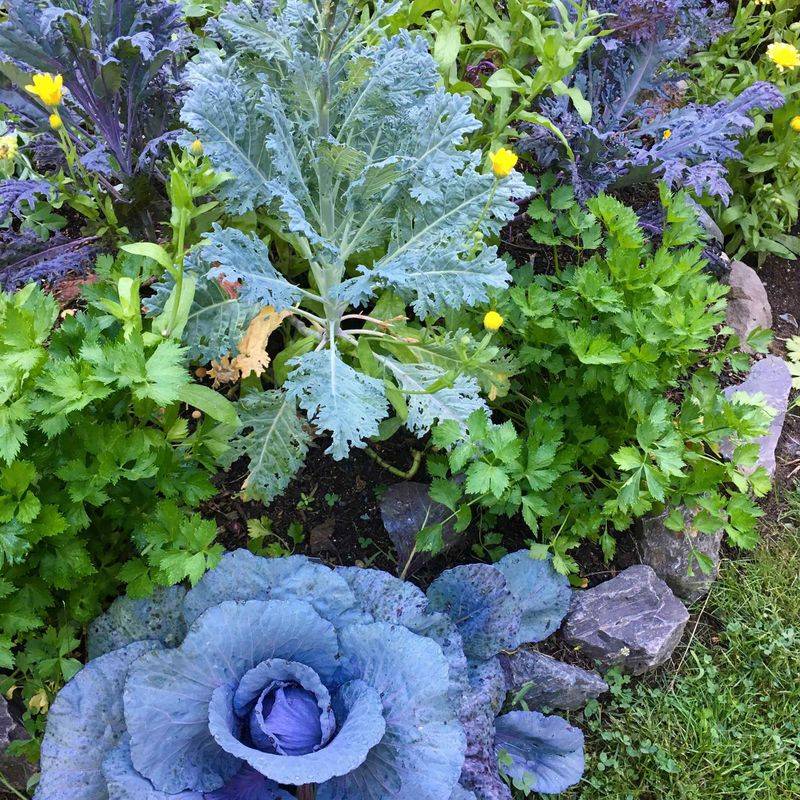 Cabbage Family (Broccoli, Kale, Cabbage)