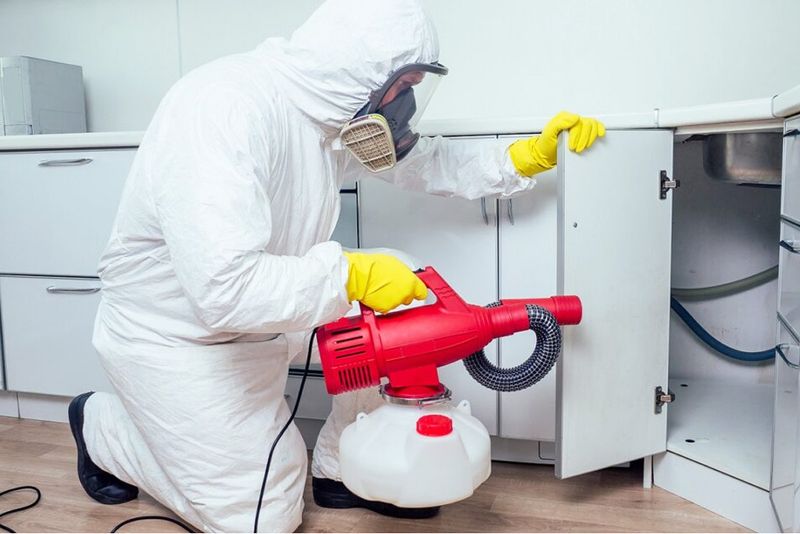 Hire a Professional Exterminator (If Needed)