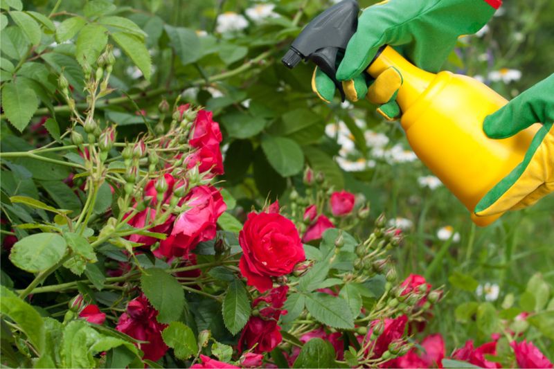Garlic/Chili Spray – Blend 2 garlic bulbs + 1 chili pepper + water; strain and spray (repels beetles).