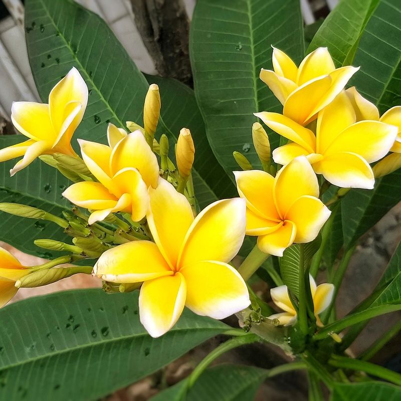 Frangipani (Plumeria spp.)