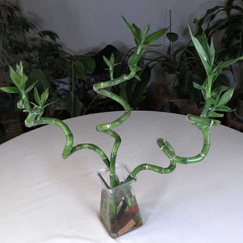 Lucky Bamboo