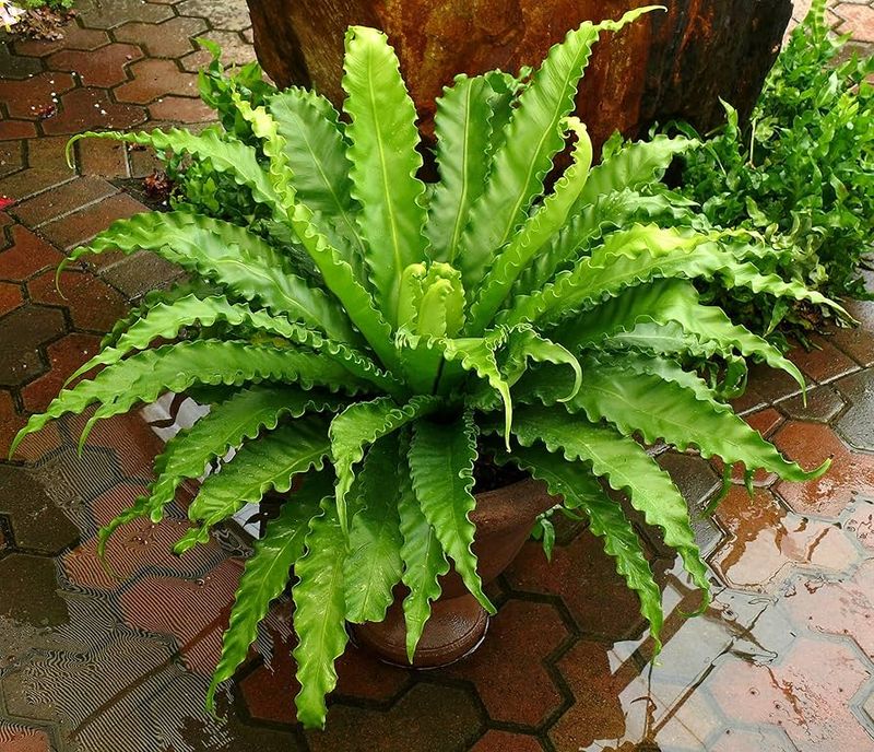 Bird's Nest Fern