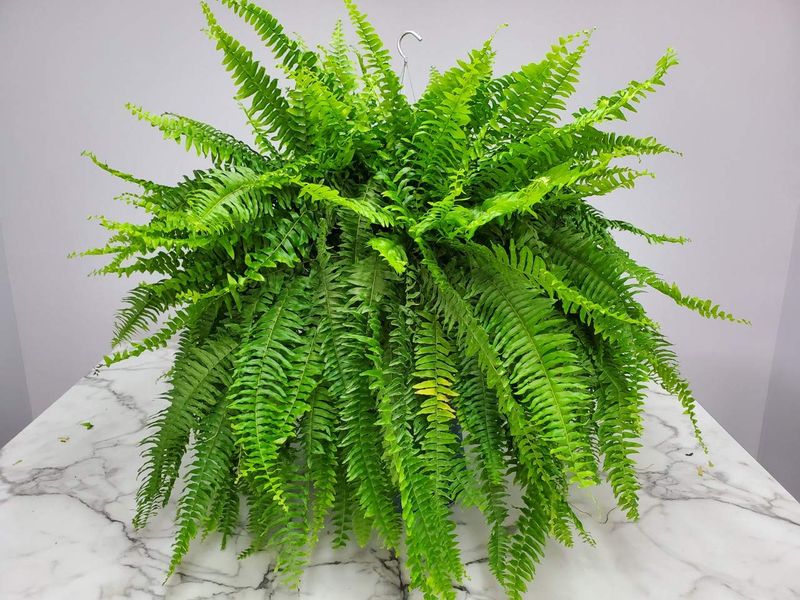 Boston Fern