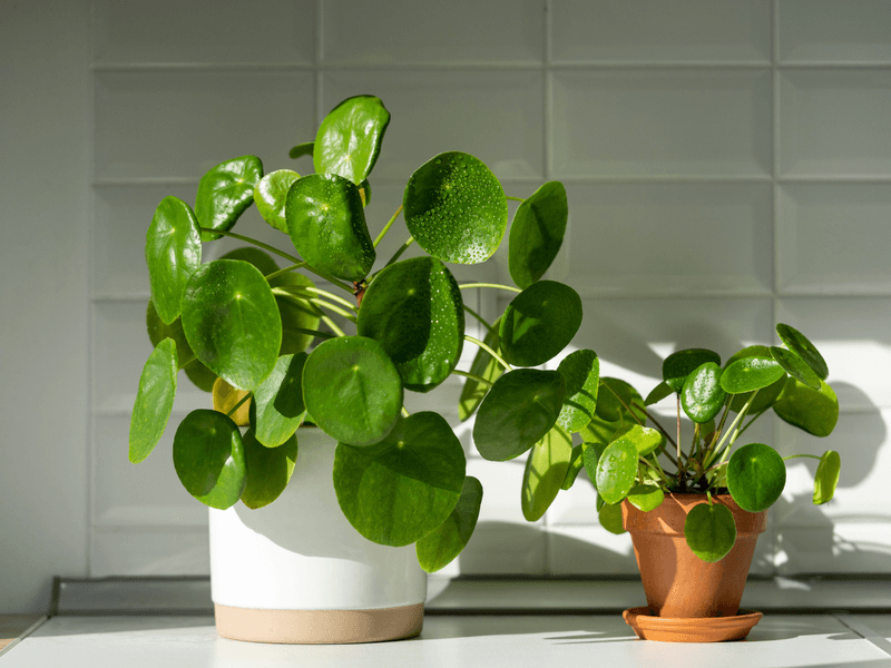 Chinese Money Plant (Pilea peperomioides)