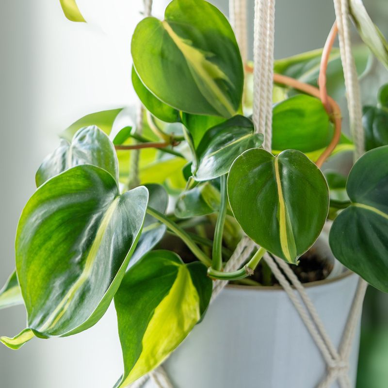 Philodendron