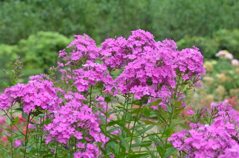 Phlox