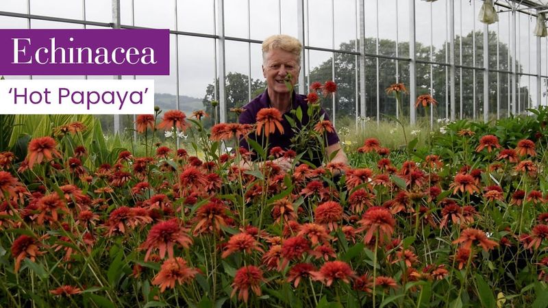 Echinacea ‘Hot Papaya’