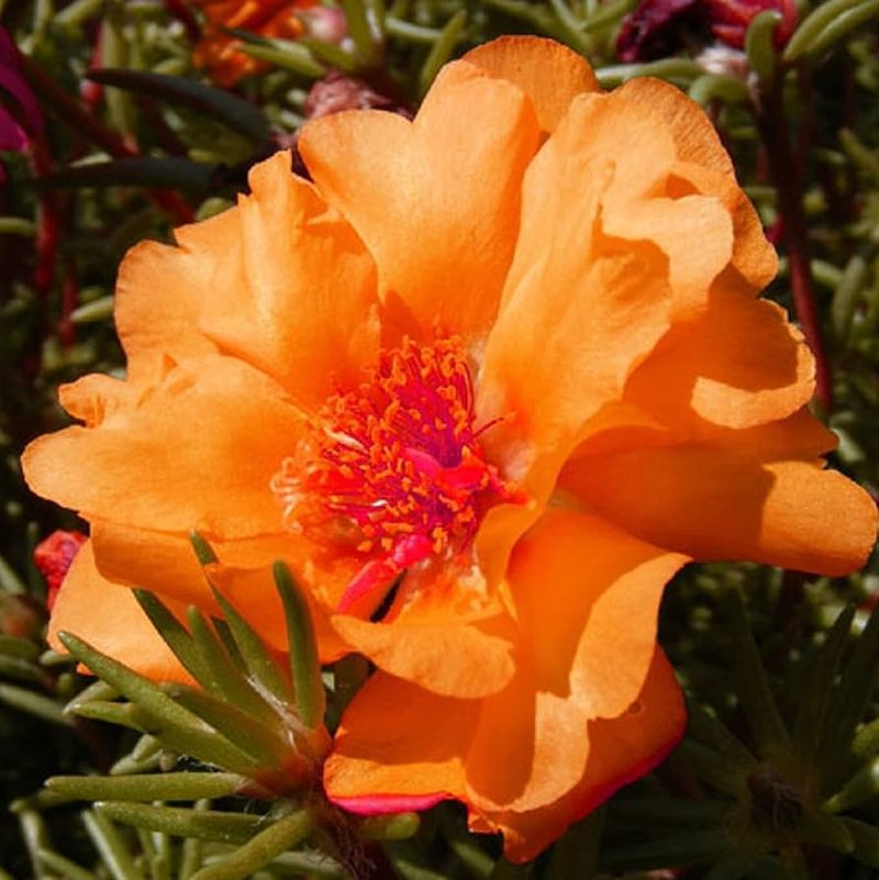 Portulaca