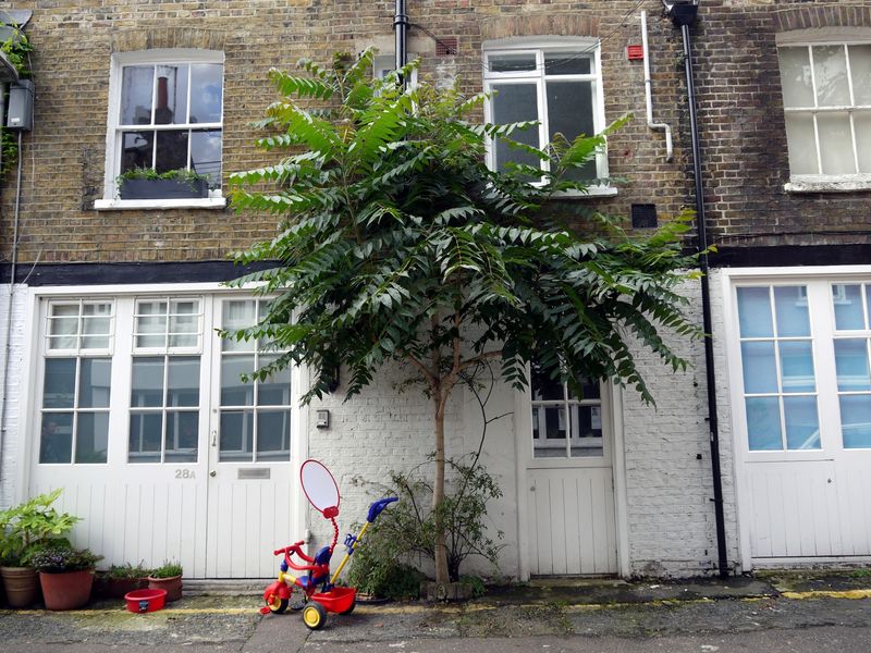 Tree of Heaven (Ailanthus altissima)