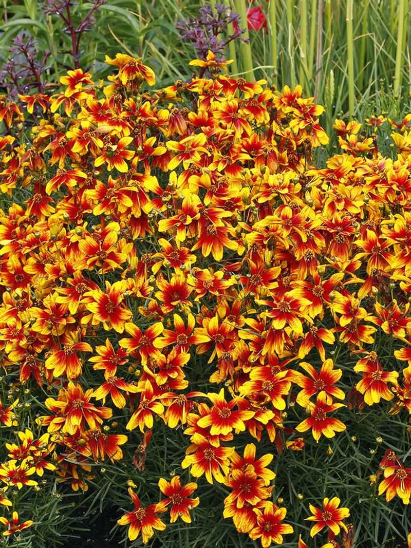 Coreopsis