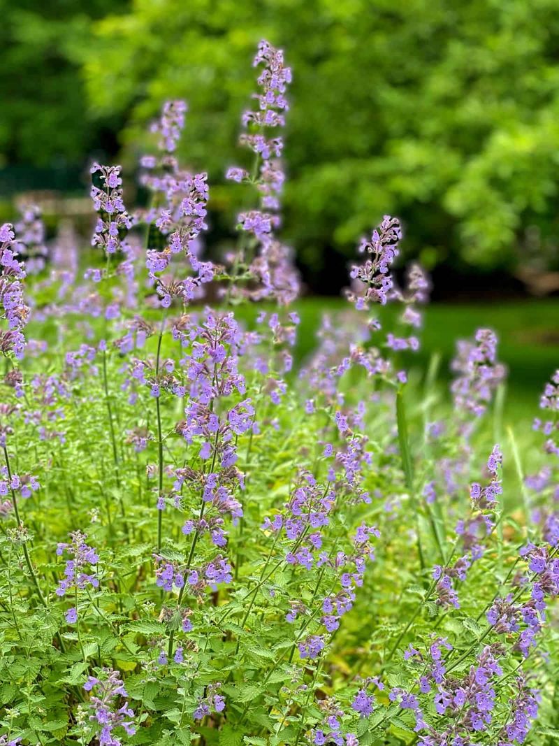 Catmint
