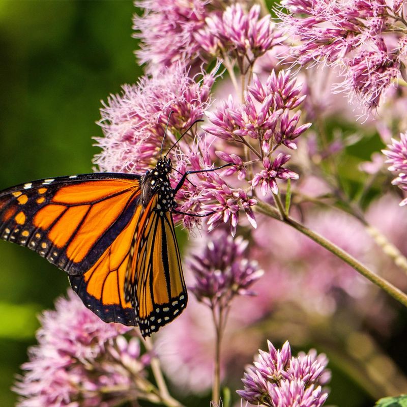 Joe-Pye Weed (Eutrochium)