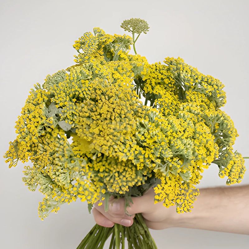 Yarrow (Achillea millefolium)