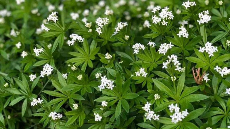 Sweet Woodruff (Galium odoratum)