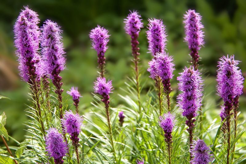 Blazing Star (Liatris spicata)