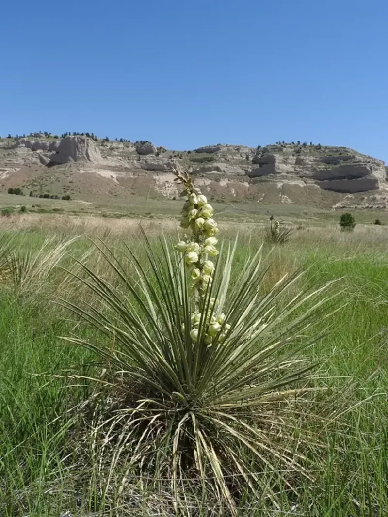 Yucca
