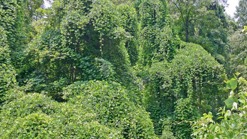Kudzu