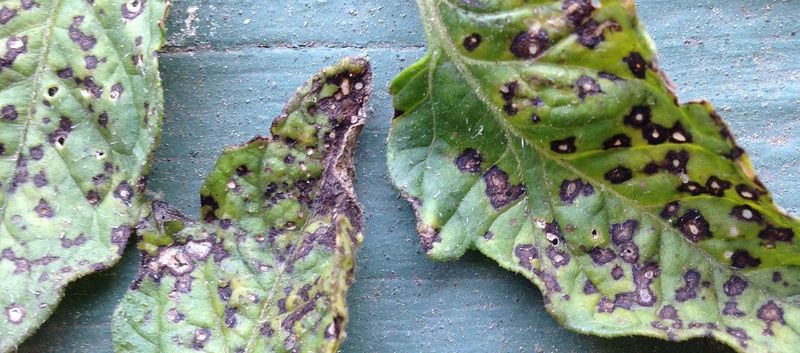 Leaf Spot