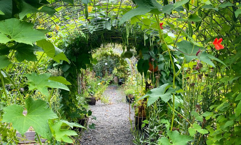 Garden Trellis Tunnels