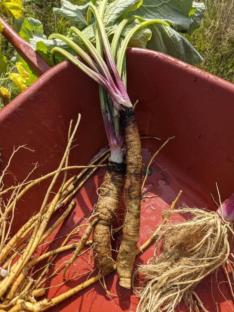Burdock Root