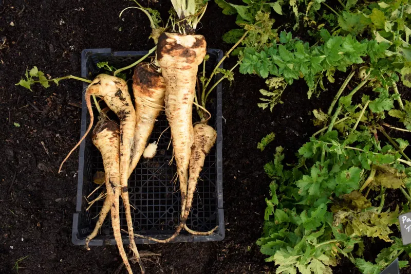 Parsnips