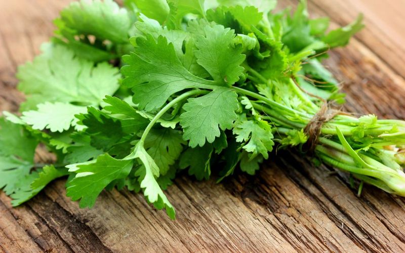 Cilantro (Coriander Leaves)