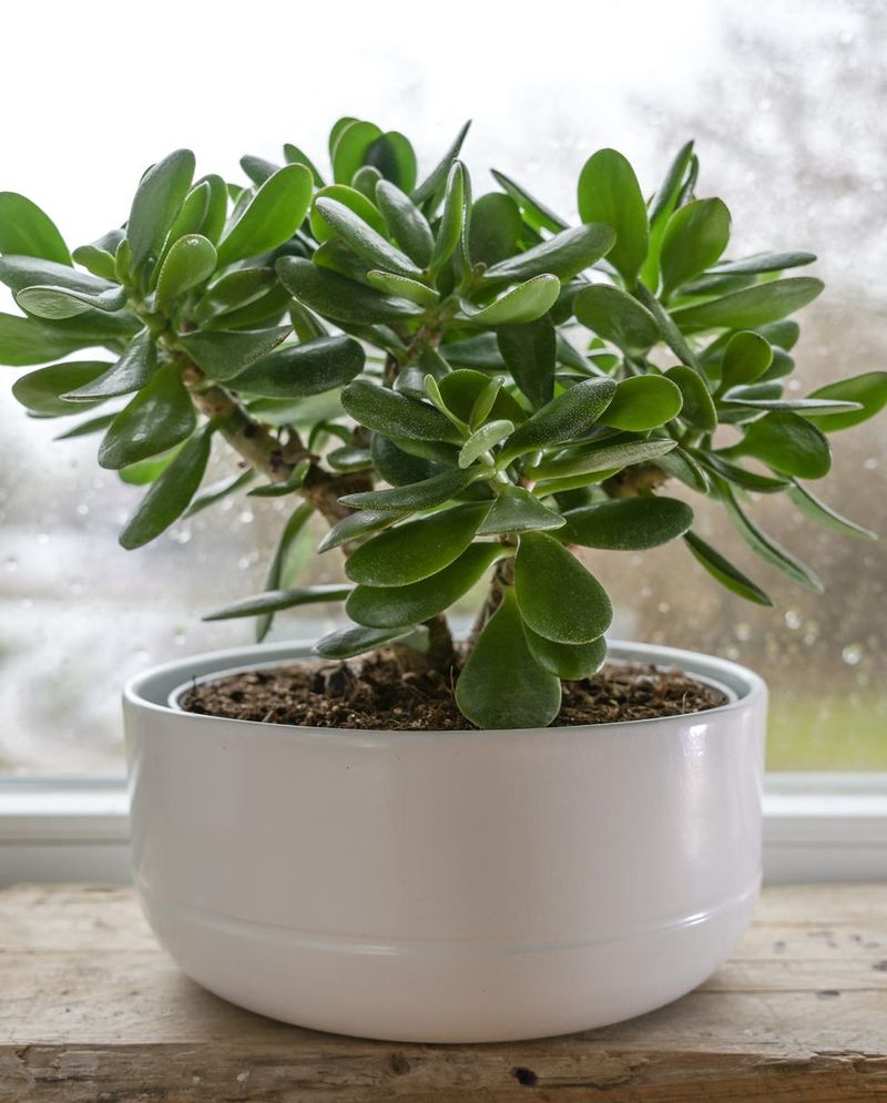 Jade Plant
