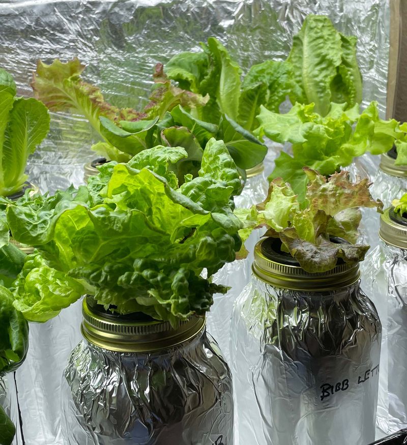 Mason Jar Hydroponics