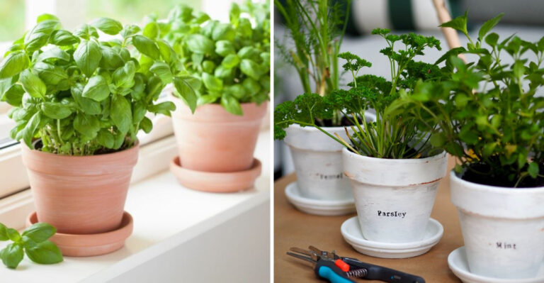 Salad in a Box: Grow Leafy Greens on Your Windowsill