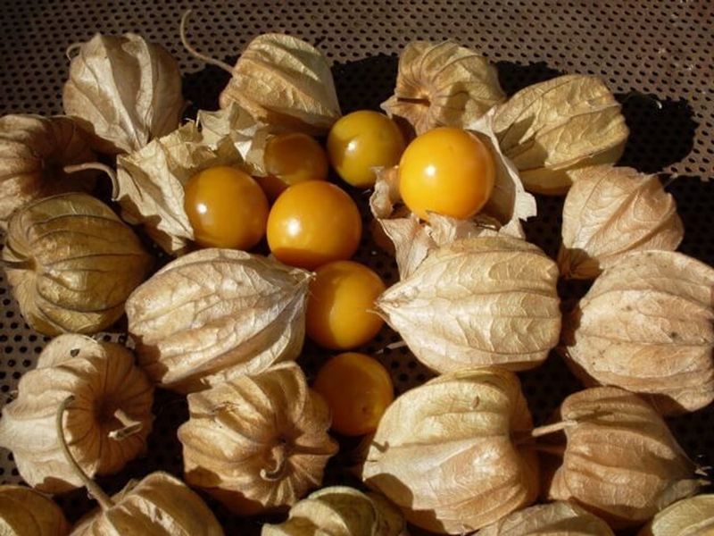 Ground Cherry
