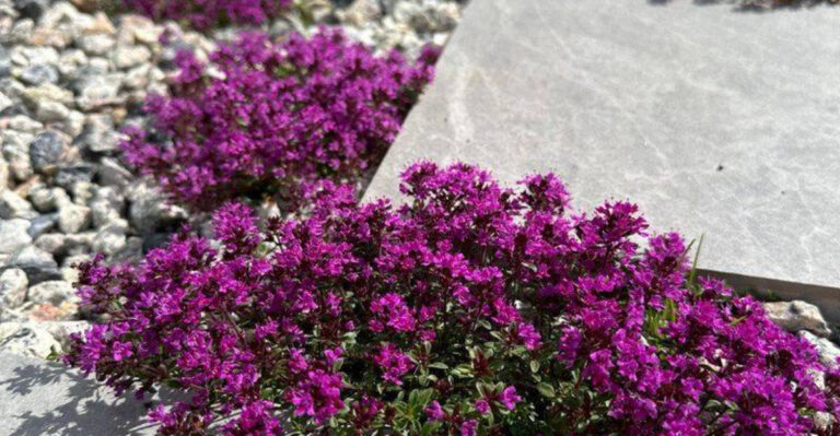 Salt in the Soil? 10 Stunning Garden Ideas That Thrive Where Others Fail