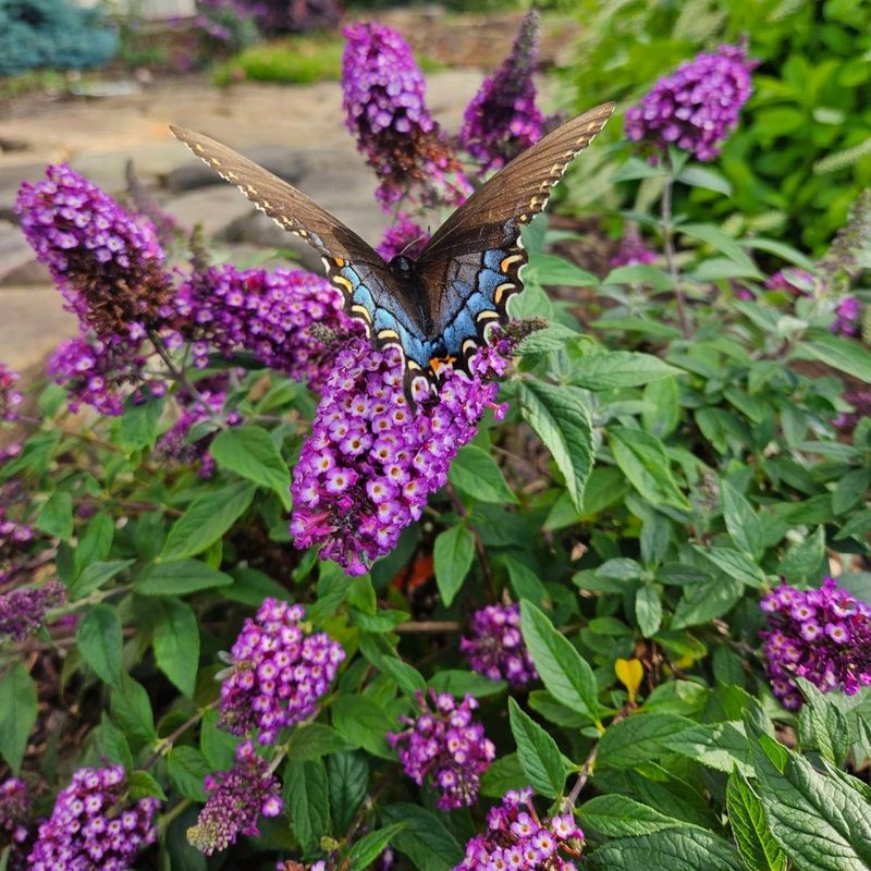 Butterfly Bush