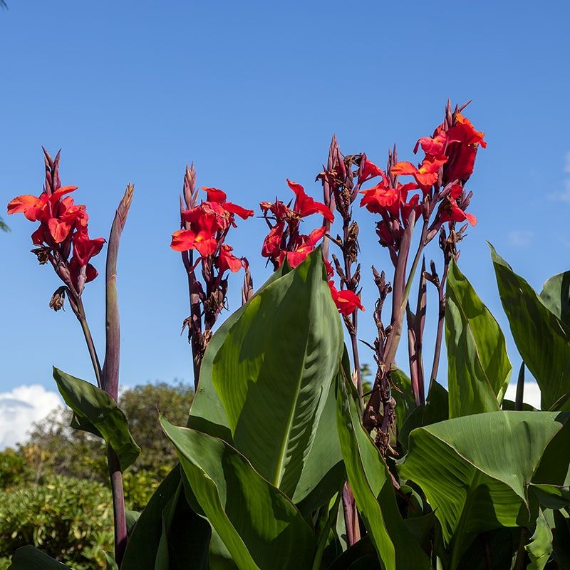 Canna Lily