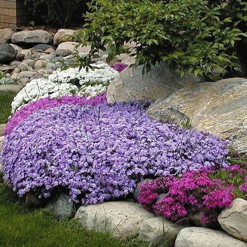 Creeping Phlox