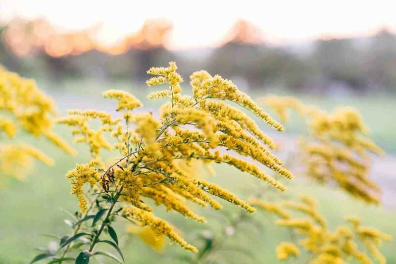 Goldenrod (Solidago)