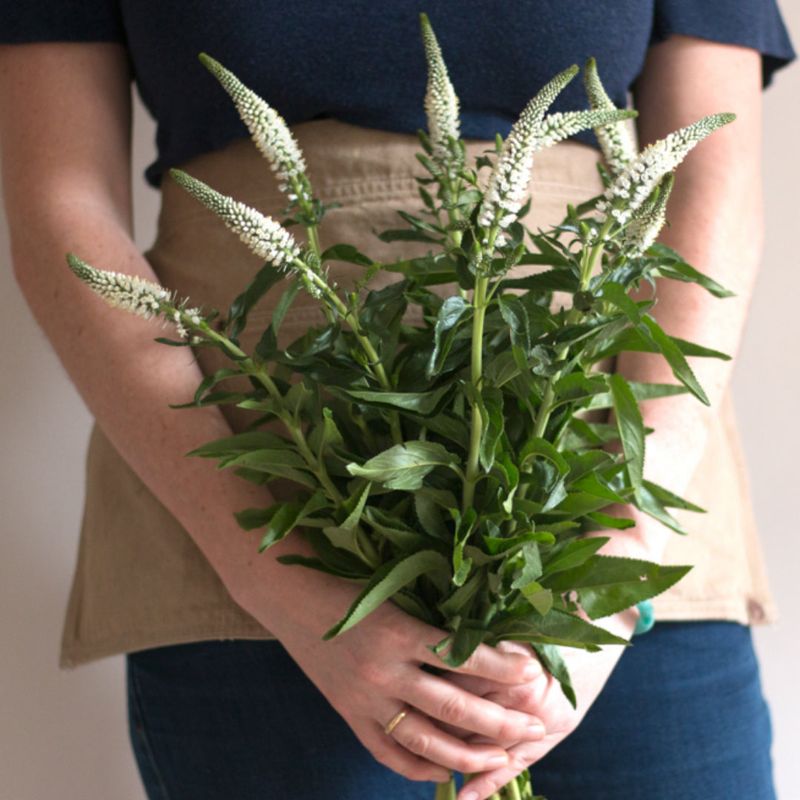 Veronica (Veronica spicata)