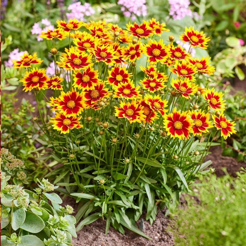 Coreopsis (Tickseed)