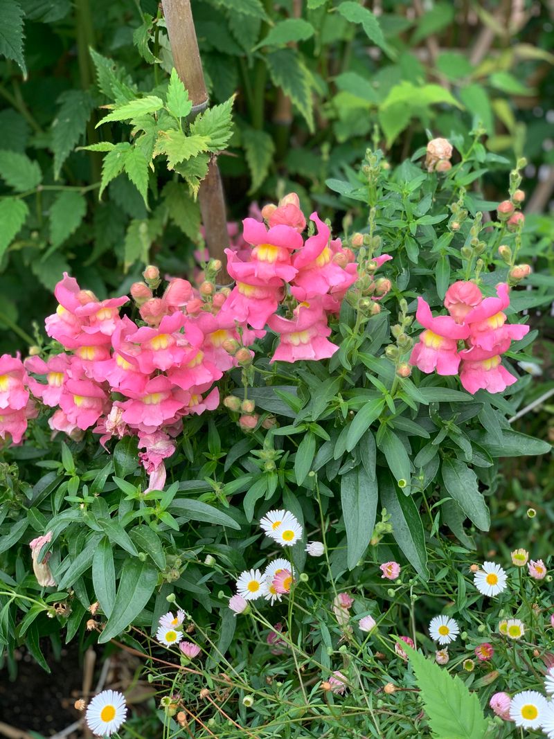 Snapdragons (Antirrhinum majus)