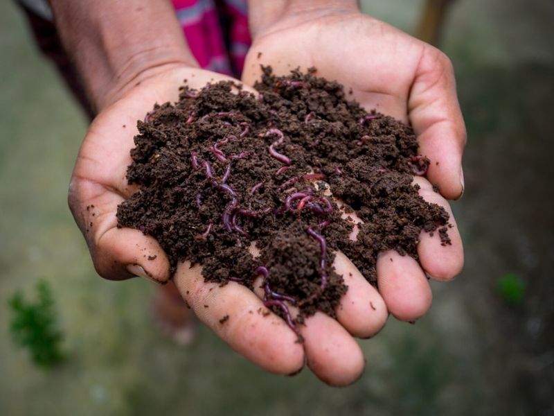 Vermicompost Vitality