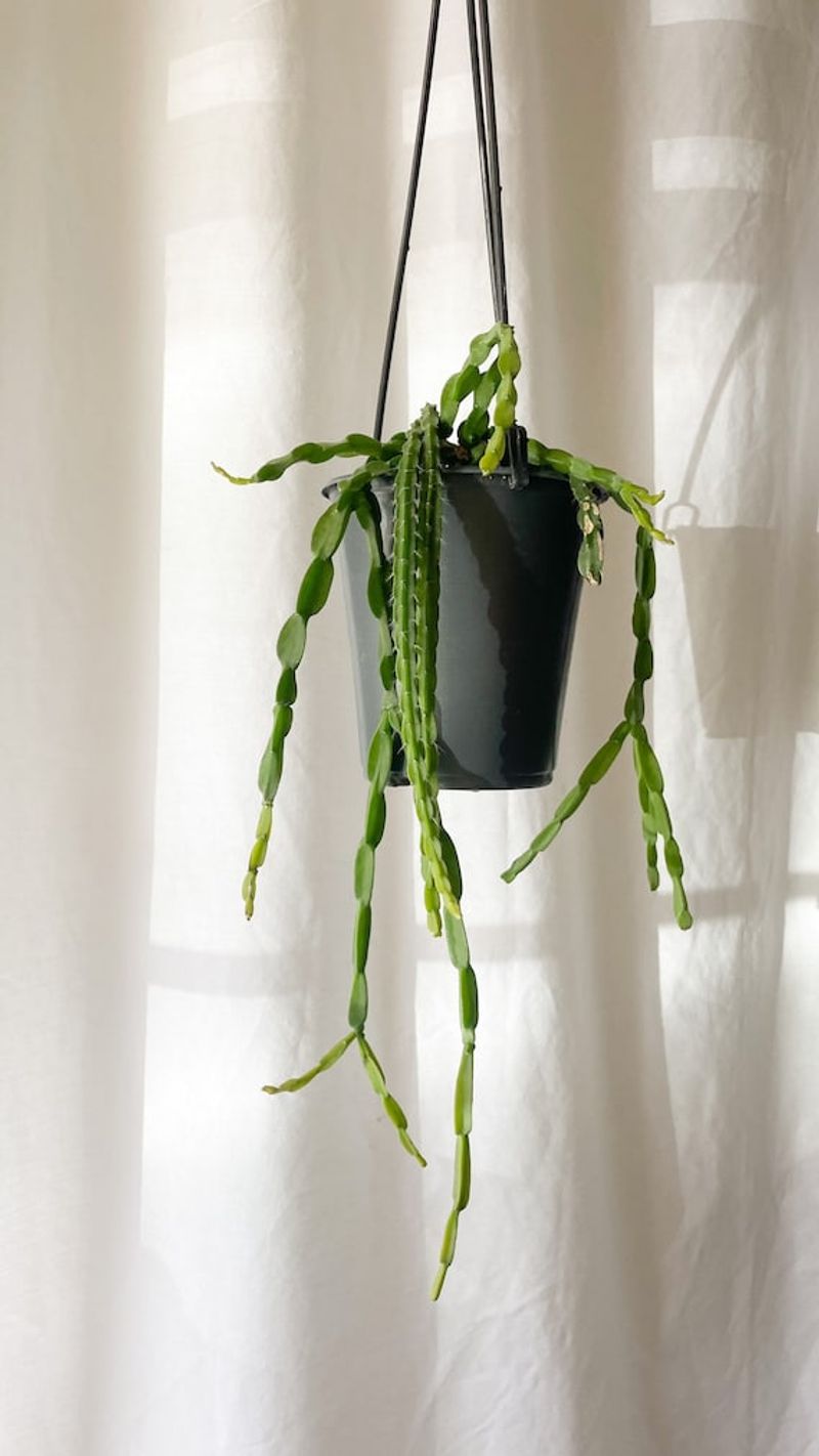 Rhipsalis
