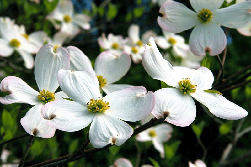 Dogwood (Cornus florida)