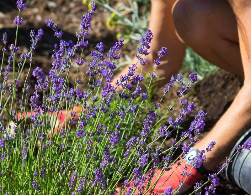 Lavender (Lavandula)